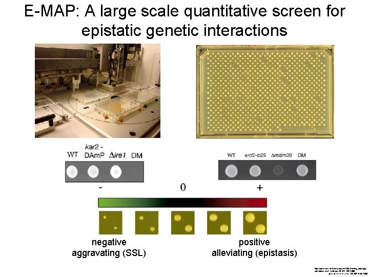 E-MAP: A large scale quantitative screen for epistatic genetic interactions negative aggravating (SSL) positive