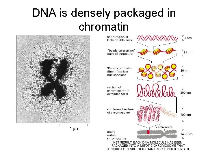 DNA is densely packaged in chromatin 