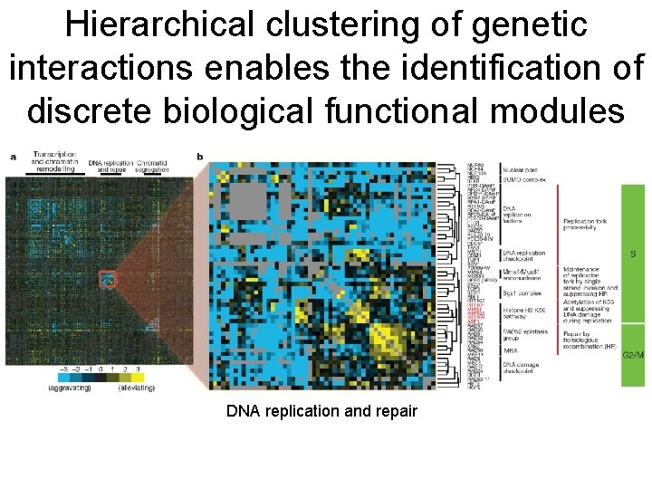 Hierarchical clustering of genetic interactions enables the identification of discrete biological functional modules DNA