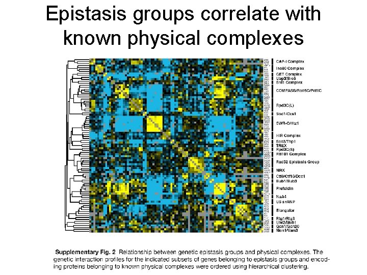 Epistasis groups correlate with known physical complexes 