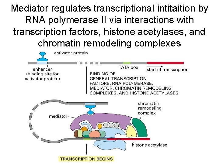 Mediator regulates transcriptional intitaition by RNA polymerase II via interactions with transcription factors, histone