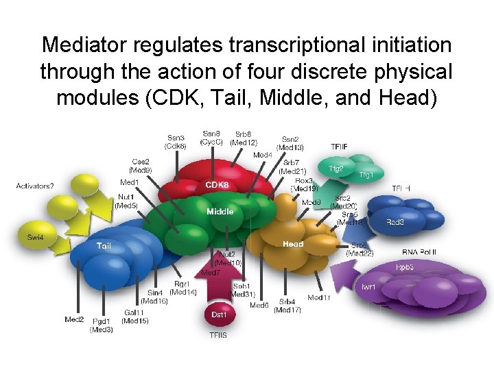 Mediator regulates transcriptional initiation through the action of four discrete physical modules (CDK, Tail,
