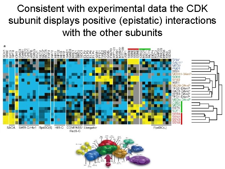 Consistent with experimental data the CDK subunit displays positive (epistatic) interactions with the other