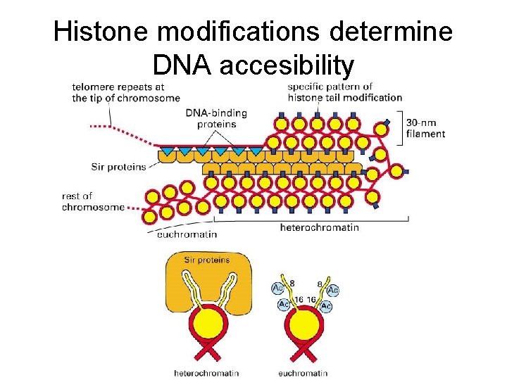 Histone modifications determine DNA accesibility 