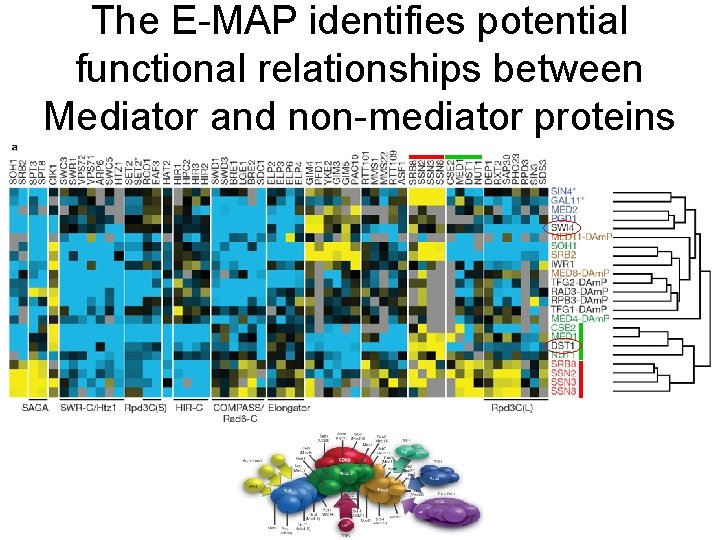The E-MAP identifies potential functional relationships between Mediator and non-mediator proteins 