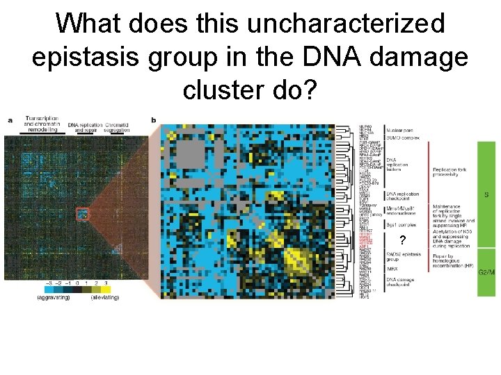 What does this uncharacterized epistasis group in the DNA damage cluster do? ? 