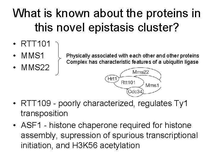 What is known about the proteins in this novel epistasis cluster? • RTT 101