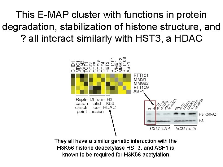 This E-MAP cluster with functions in protein degradation, stabilization of histone structure, and ?