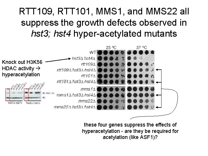 RTT 109, RTT 101, MMS 1, and MMS 22 all suppress the growth defects