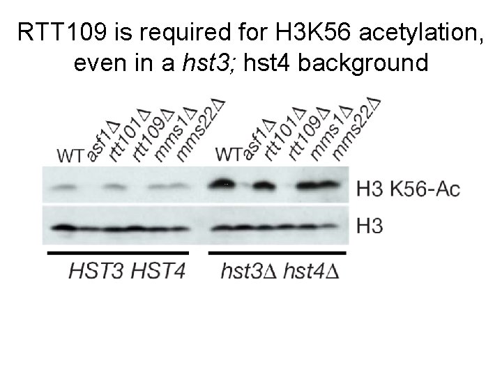 RTT 109 is required for H 3 K 56 acetylation, even in a hst