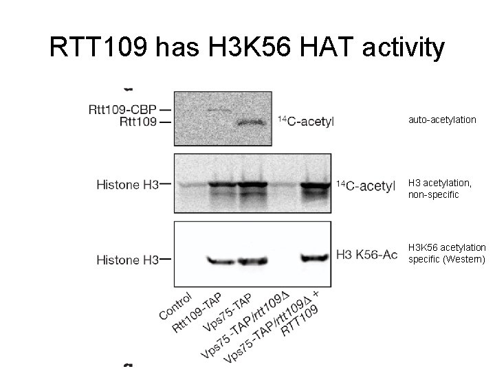RTT 109 has H 3 K 56 HAT activity auto-acetylation H 3 acetylation, non-specific