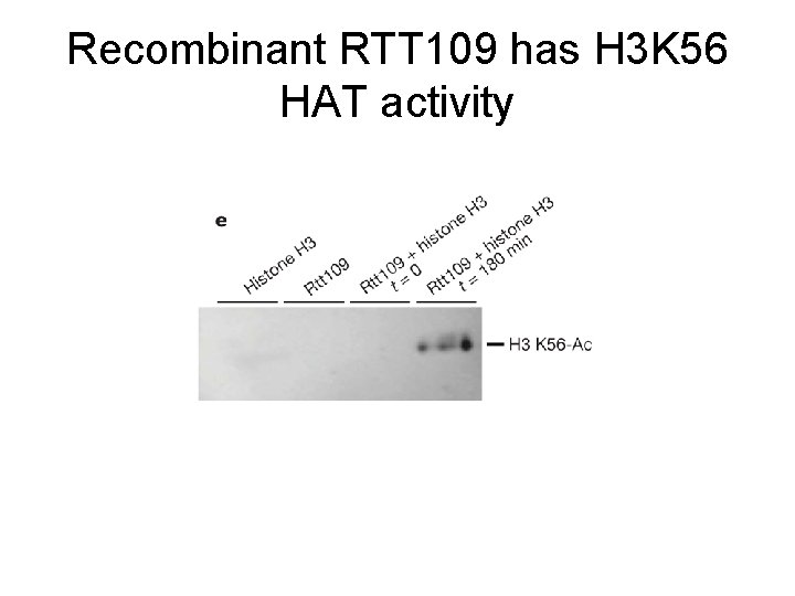 Recombinant RTT 109 has H 3 K 56 HAT activity 