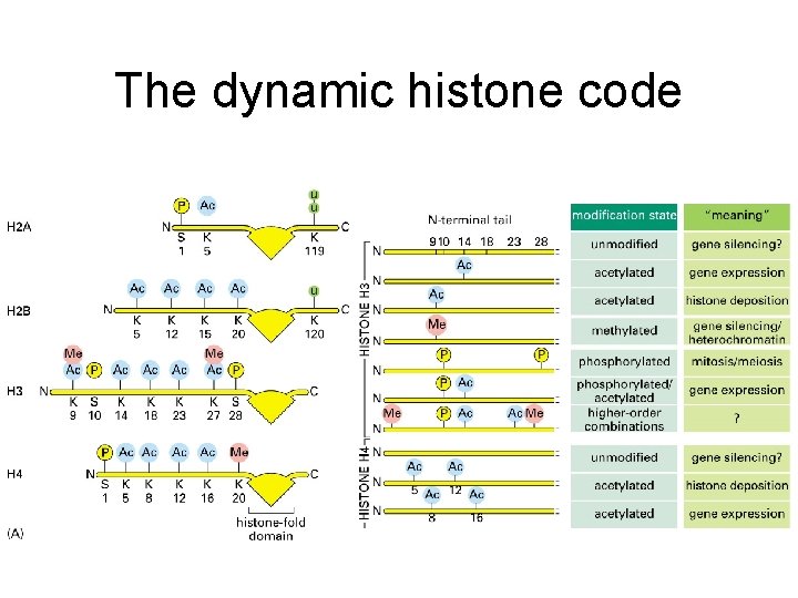 The dynamic histone code 