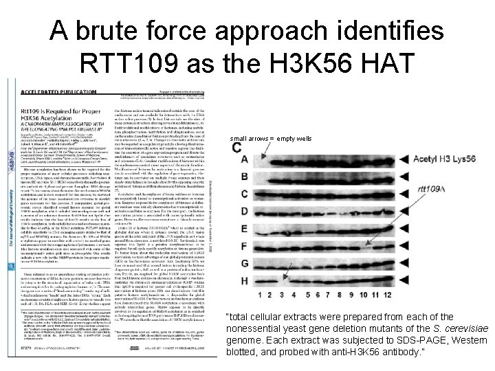 A brute force approach identifies RTT 109 as the H 3 K 56 HAT
