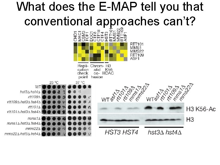 What does the E-MAP tell you that conventional approaches can’t? 