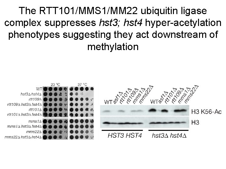 The RTT 101/MMS 1/MM 22 ubiquitin ligase complex suppresses hst 3; hst 4 hyper-acetylation