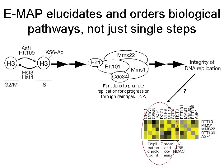 E-MAP elucidates and orders biological pathways, not just single steps Functions to promote replication