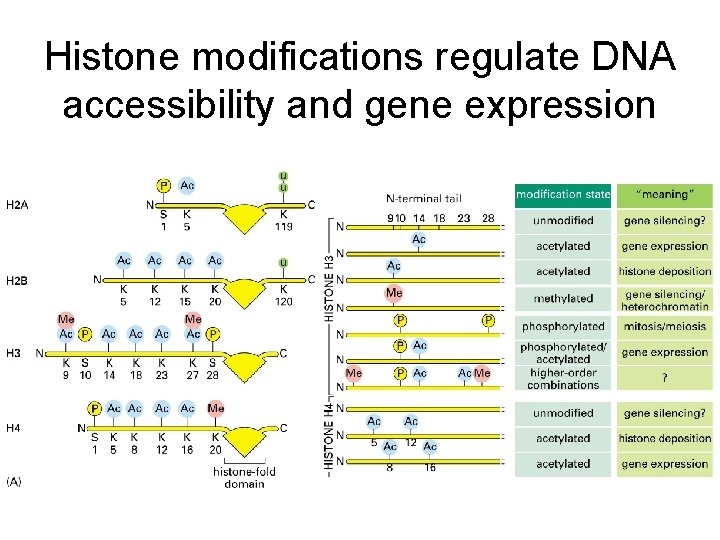 Histone modifications regulate DNA accessibility and gene expression 