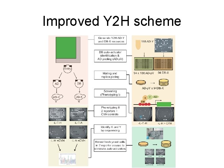 Improved Y 2 H scheme 