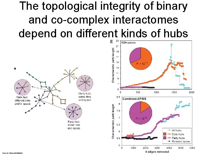 The topological integrity of binary and co-complex interactomes depend on different kinds of hubs