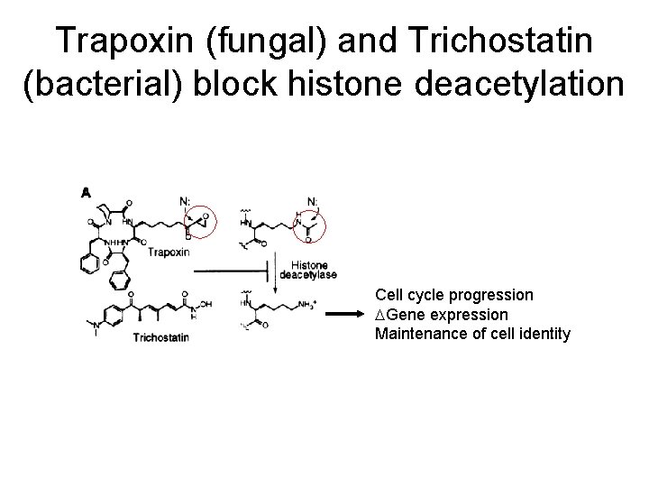 Trapoxin (fungal) and Trichostatin (bacterial) block histone deacetylation Cell cycle progression DGene expression Maintenance