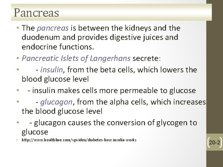 Pancreas • The pancreas is between the kidneys and the duodenum and provides digestive