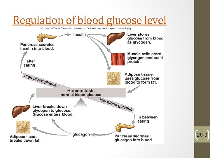 Regulation of blood glucose level 20 -3 