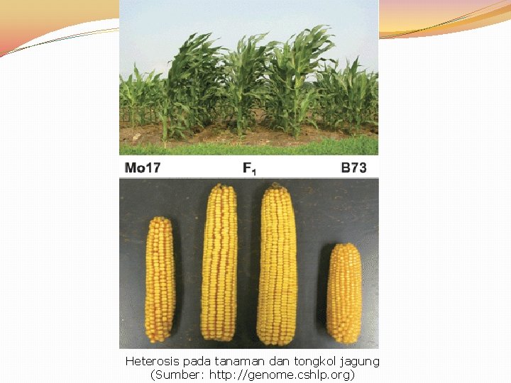 Heterosis pada tanaman dan tongkol jagung (Sumber: http: //genome. cshlp. org) 