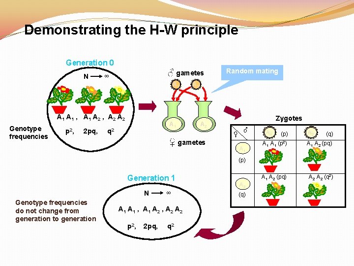 Demonstrating the H-W principle Generation 0 N ♂ gametes ∞ A 1 A 1