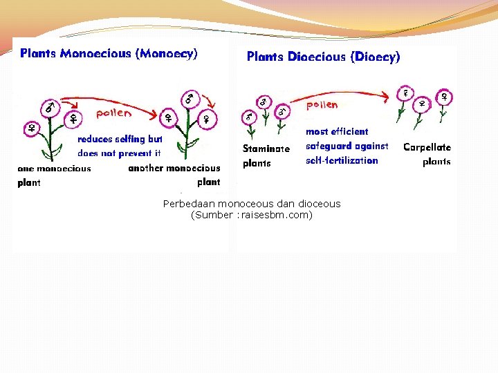 Perbedaan monoceous dan dioceous (Sumber : raisesbm. com) 