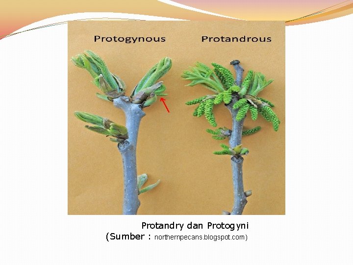 Protandry dan Protogyni (Sumber : northernpecans. blogspot. com) 