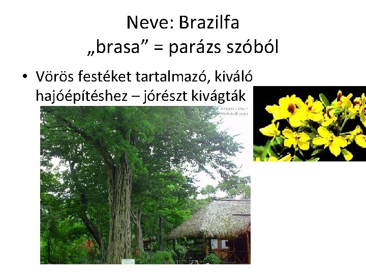 Neve: Brazilfa „brasa” = parázs szóból • Vörös festéket tartalmazó, kiváló hajóépítéshez – jórészt