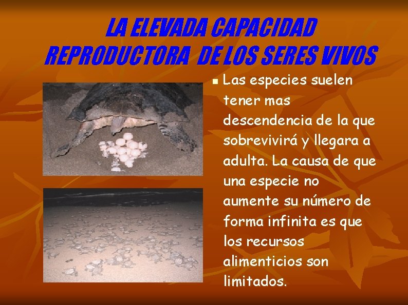 LA ELEVADA CAPACIDAD REPRODUCTORA DE LOS SERES VIVOS n Las especies suelen tener mas