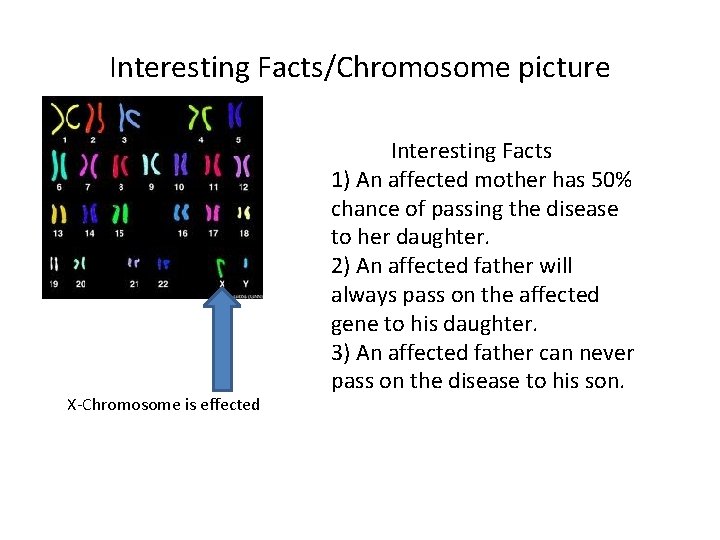 Interesting Facts/Chromosome picture X-Chromosome is effected Interesting Facts 1) An affected mother has 50%