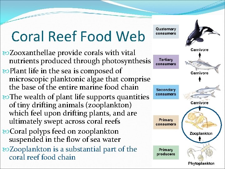 Coral Reef Food Web Zooxanthellae provide corals with vital nutrients produced through photosynthesis Plant