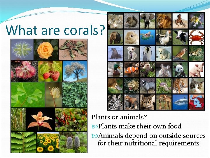 What are corals? Plants or animals? Plants make their own food Animals depend on
