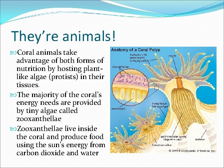 They’re animals! Coral animals take advantage of both forms of nutrition by hosting plantlike