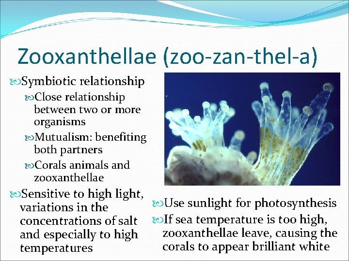 Zooxanthellae (zoo-zan-thel-a) Symbiotic relationship Close relationship between two or more organisms Mutualism: benefiting both