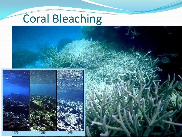 Coral Bleaching 