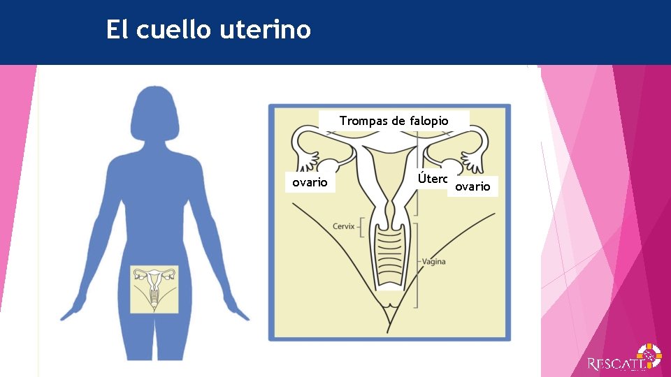 El cuello uterino Trompas de falopio ovario Útero ovario 