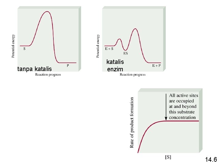 tanpa katalis enzim 14. 6 