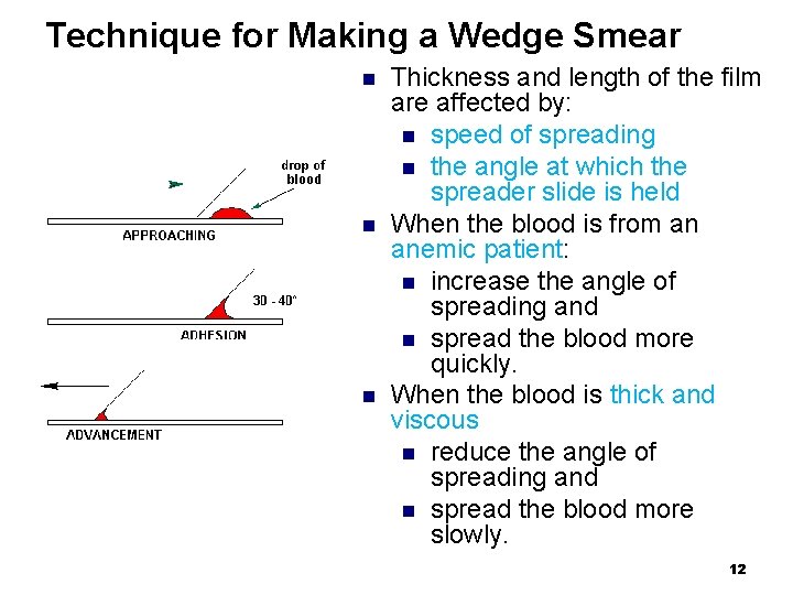 Technique for Making a Wedge Smear n n n Thickness and length of the