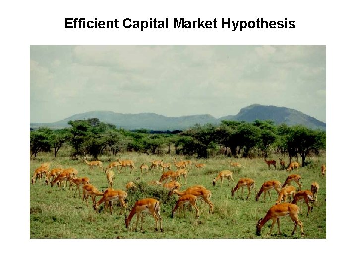 Efficient Capital Market Hypothesis 