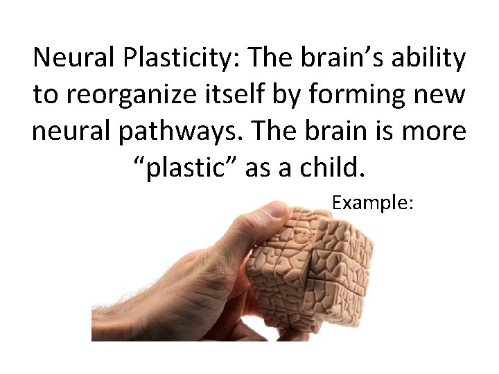 Neural Plasticity: The brain’s ability to reorganize itself by forming new neural pathways. The