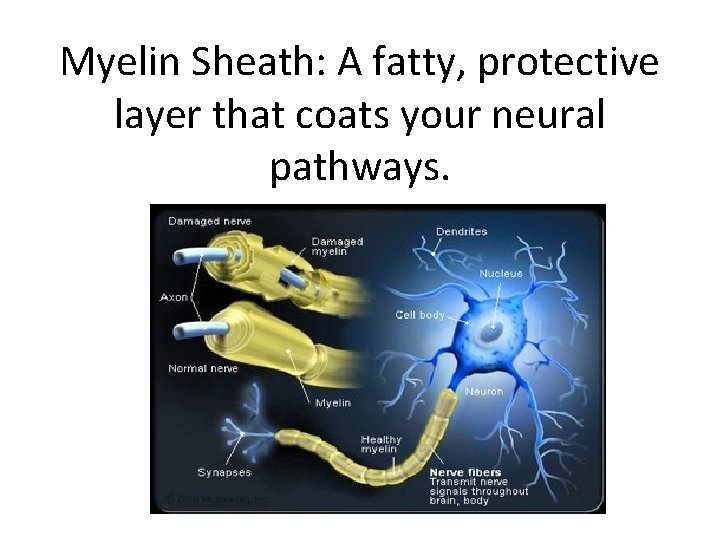 Myelin Sheath: A fatty, protective layer that coats your neural pathways. 