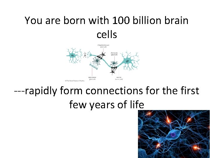 You are born with 100 billion brain cells ---rapidly form connections for the first