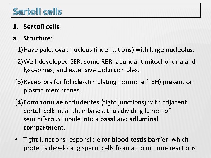 Sertoli cells 1. Sertoli cells a. Structure: (1) Have pale, oval, nucleus (indentations) with