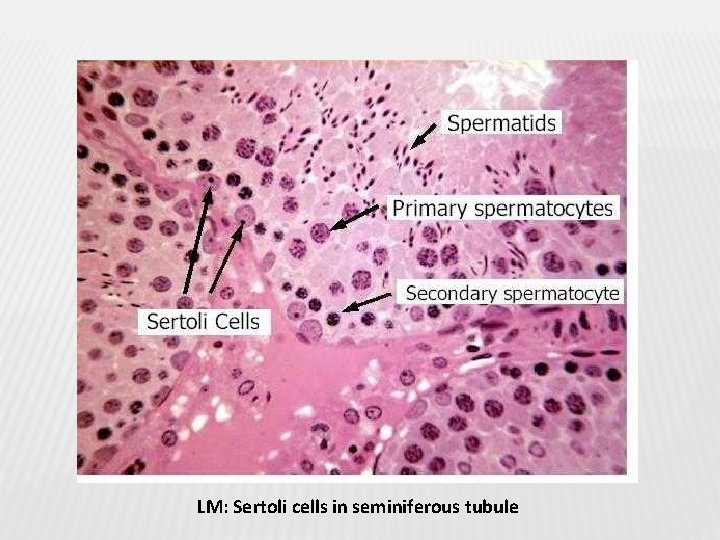 LM: Sertoli cells in seminiferous tubule 