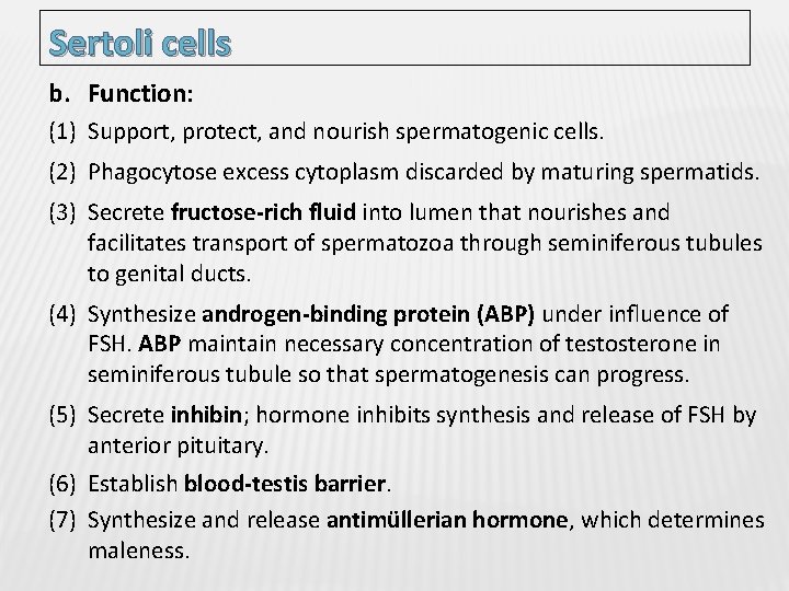 Sertoli cells b. Function: (1) Support, protect, and nourish spermatogenic cells. (2) Phagocytose excess