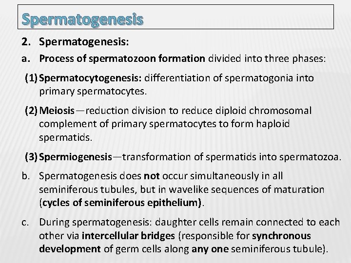 Spermatogenesis 2. Spermatogenesis: a. Process of spermatozoon formation divided into three phases: (1) Spermatocytogenesis: